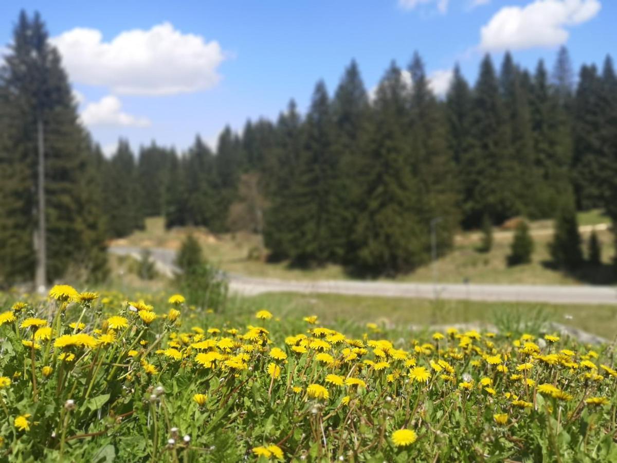 The Evergreen Nest - Silver Mountain Poiana Brasov Esterno foto